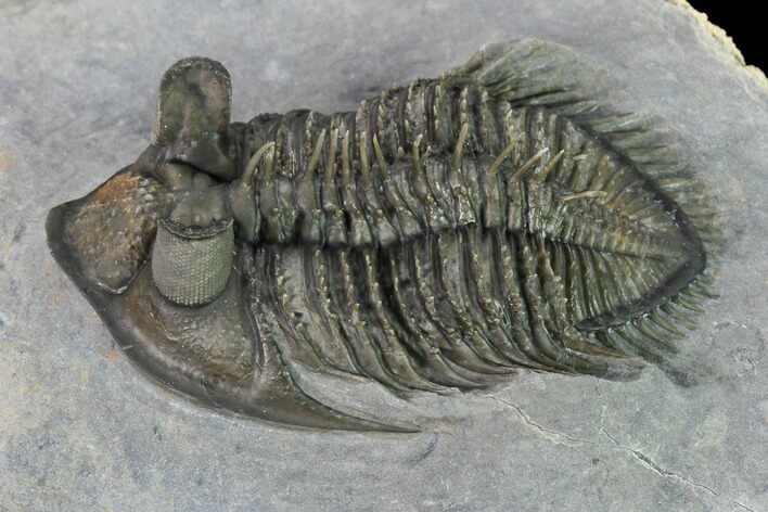 Tower-Eyed, Erbenochile Trilobite From Ou Driss - Top Quality! #170712